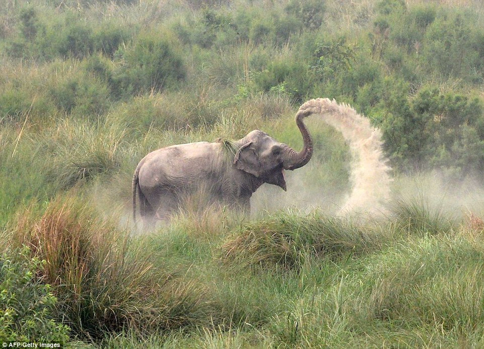 Việc phun bùn khô lên người giúp các con voi bảo vệ được da của mình. (Nguồn: AFP)
