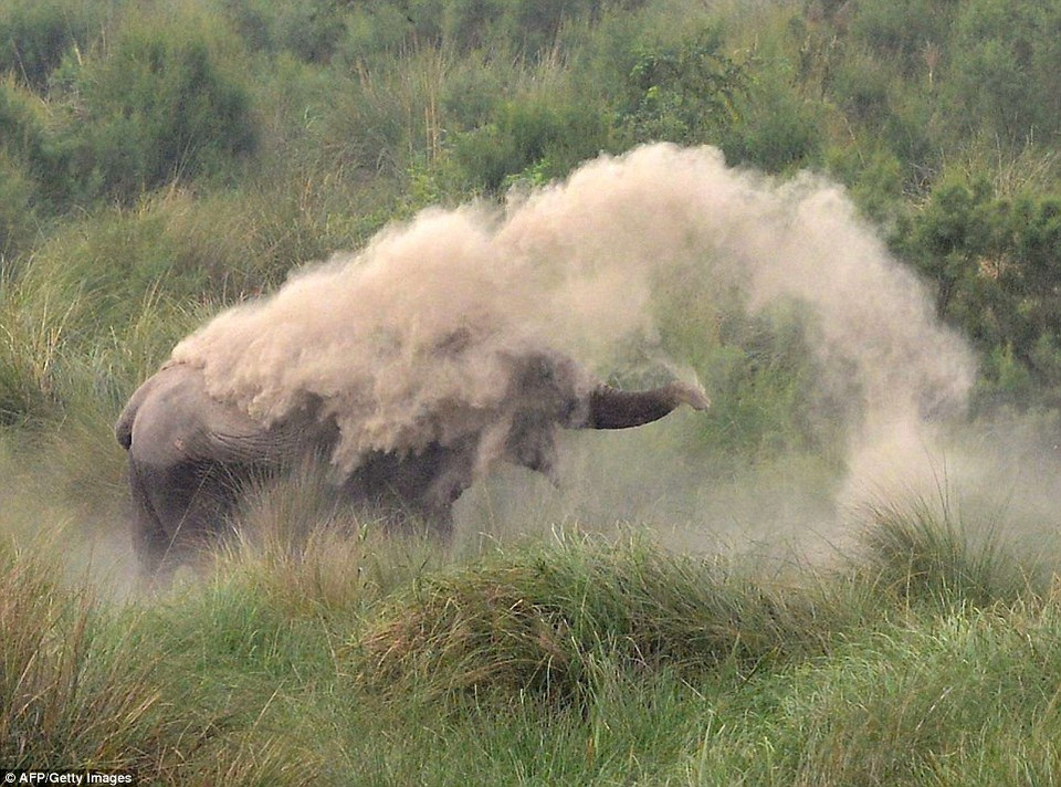 Lớp bùn khô giúp những con voi tránh được việc bị côn trùng cắn và cháy nắng. (Nguồn: AFP)