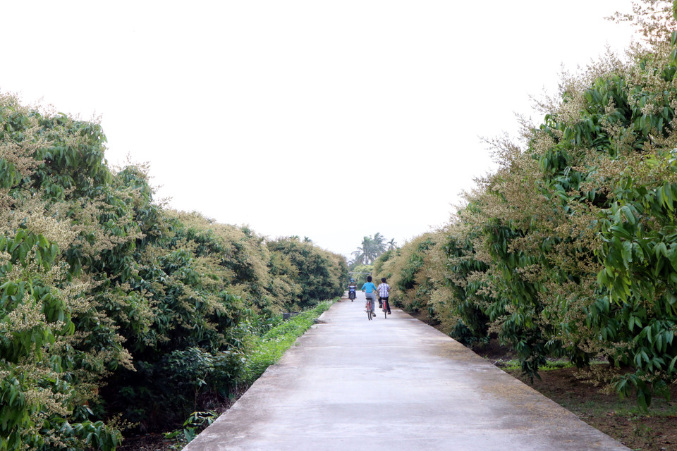 Các vườn vải ở Thanh Hà đang ra hoa và quả non, hứa hẹn một vụ bội thu. (Ảnh: Mạnh Tú/TTXVN)