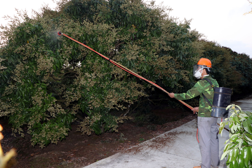 Người dân Thanh Hà chăm sóc vườn vải đang ra hoa và quả non. (Ảnh: Mạnh Tú/TTXVN)