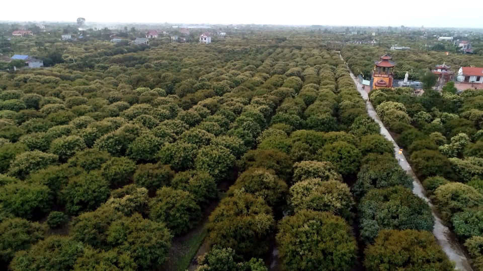 Các vườn vải ở Thanh Hà đang ra hoa và quả non, hứa hẹn một vụ bội thu. (Ảnh: Mạnh Tú/TTXVN)