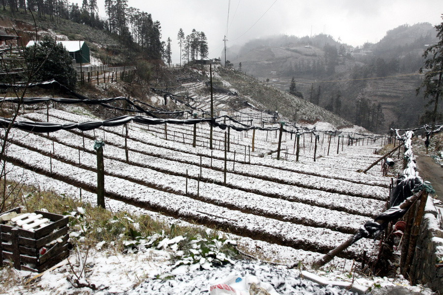 Tuyết rơi trắng các mảnh vườn tại khu vực đèo Ô Quý Hồ. (Ảnh: Thế Duyệt/TTXVN)