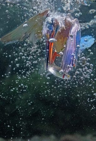 'Tôi thực sự thích màn săn mồi của con chim bói cá. Tôi cảm thấy mình rất may mắn khi tới đây và chụp được những bức ảnh ấn tượng thế này' - Merli chia sẻ. (Nguồn: Caters News Agency)