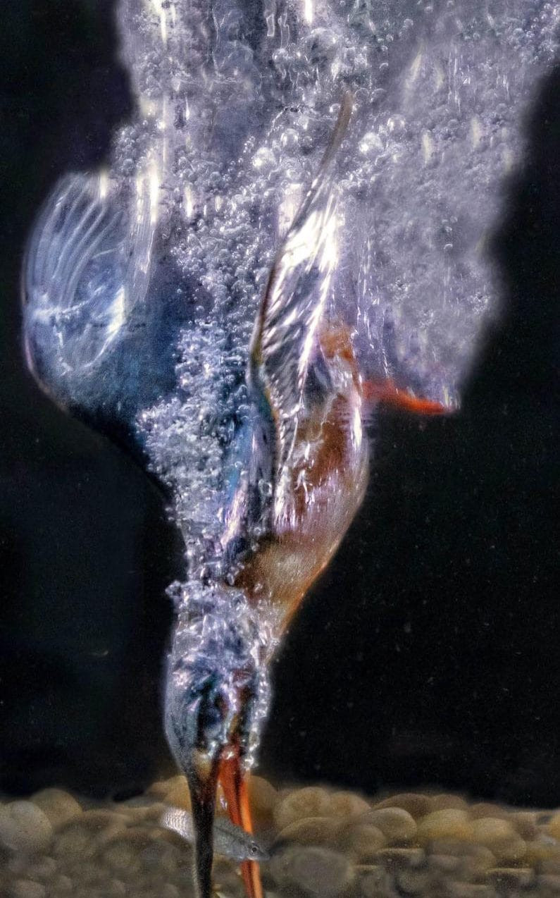 Hầu hết các loài chim bói cá đều ăn cá, tuy nhiên một vài loài do điều kiện môi trường sống thay đổi qua quá trình tiến hóa lâu dài, chúng cũng dần chuyển sang ăn các loại thực phẩm khác như rắn, rết, chuột bọ, côn trùng… (Nguồn: Caters News Agency)