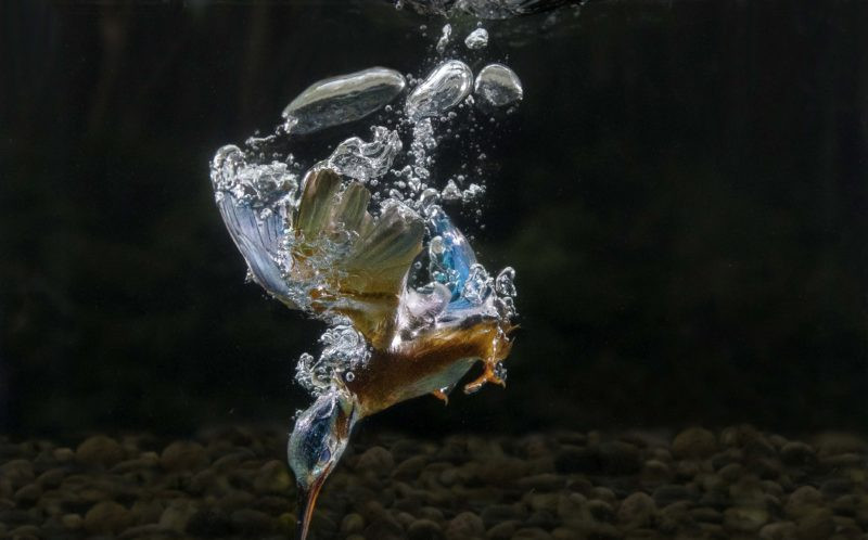 Mỏ chim bói cá thường to, dài và sắc nhọn, khi chim bói cá phát hiện con mồi, nó lao thẳng về phía con mồi và có thể dùng chiếc mỏ xuyên qua thân con mồi. (Nguồn: Caters News Agency)