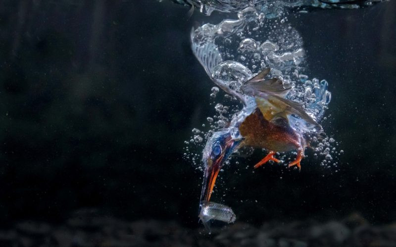 Bộ lông không thấm nước giúp chim bói cá giữ được nhiệt độ cơ thể ổn định khi phải liên tục lao mình xuống nước. (Nguồn: Caters News Agency)