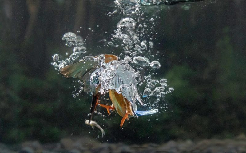 Con chim bói cá lao đầu xuống nước và ngậm chặt miếng mồi. (Nguồn: Caters News Agency)