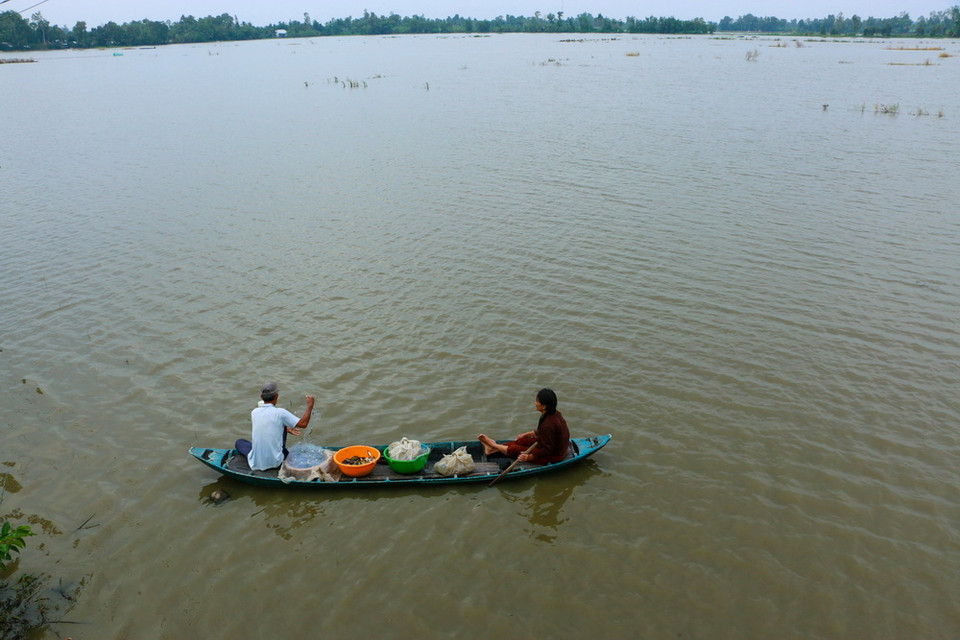 Giăng lưới bắt cá trong mùa nước nổi. (Ảnh: Duy Khương/TTXVN)