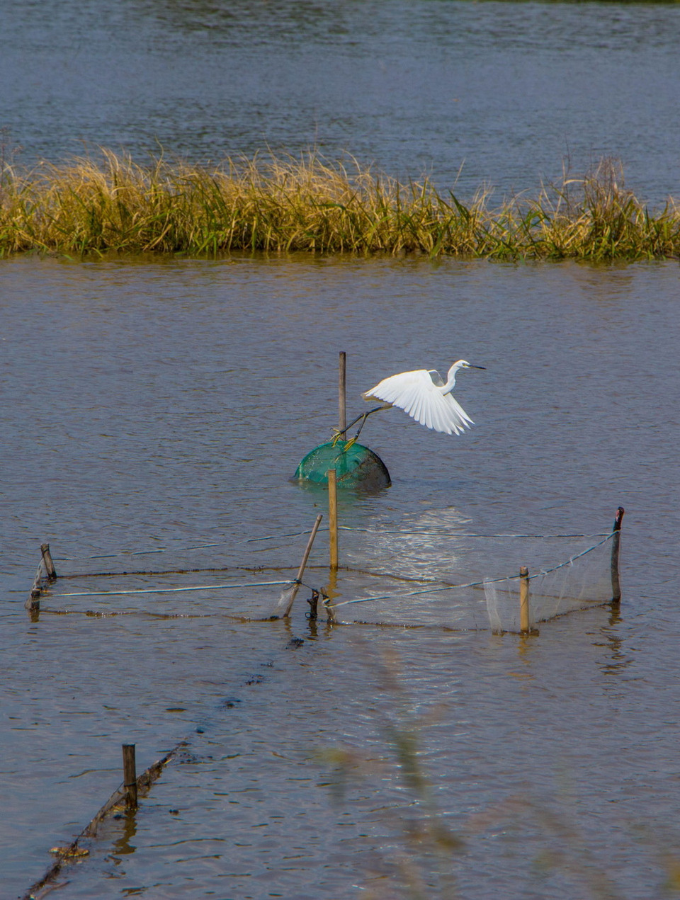 Nét độc đáo trong mùa nước nổi ở Hậu Giang. (Ảnh: Duy Khương/TTXVN)