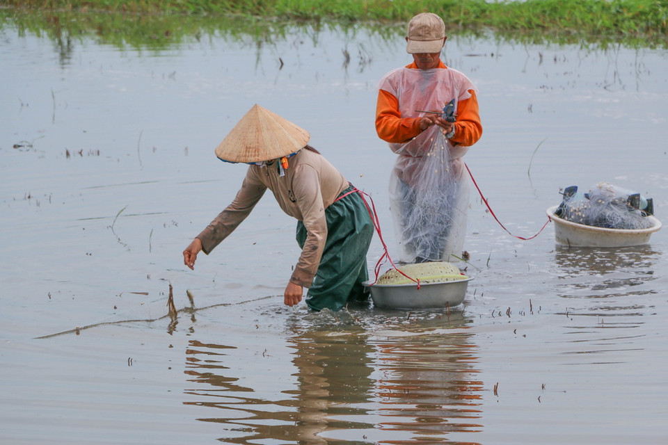 Bắt cá trên cách đồng mùa nước nổi. (Ảnh: Duy Khương/TTXVN)