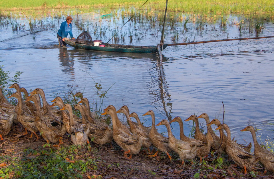 Giăng lưới bắt cá trong mùa nước nổi. (Ảnh: Duy Khương/TTXVN)
