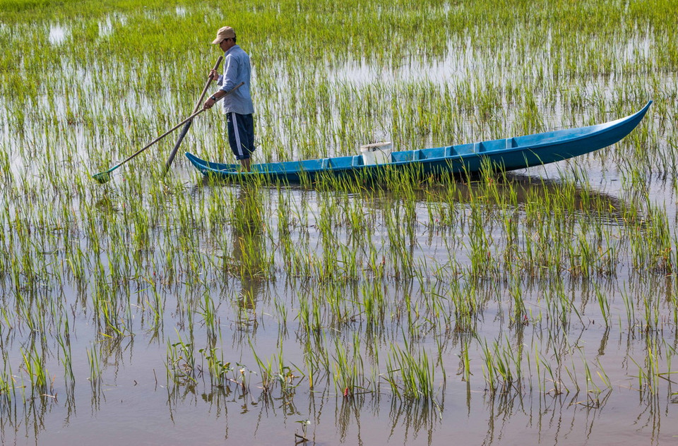 Khi nước mới lấp xấp ruộng, người dân dùng xuồng ba lá đi bắt ốc. (Ảnh: Duy Khương/TTXVN)