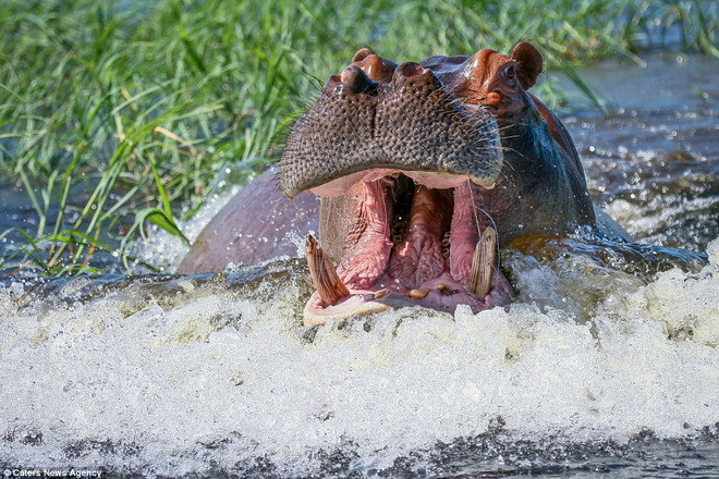 Con hà mã đã quyết định lao tới tấn công chiếc thuyền. (Nguồn: Theo Caters News Agency)