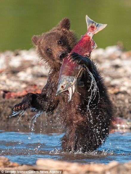 Theo Ivanov, các hồ và sông ở khu vực này rất nhiều cá hồi và đó là lý do vì sao những con gấu trông rất khỏe mạnh. (Nguồn: Caters News Agency)