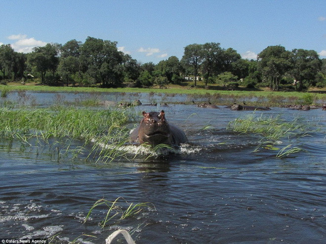 Chiếc thuyền chở Michael và Jacqueline đã đi qua ''địa phận'' của một con hà mã. (Nguồn: Theo Caters News Agency)