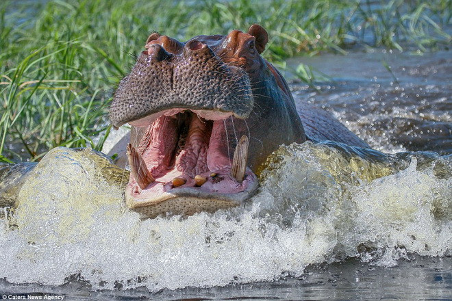 Chiếc thuyền chở hai vợ chồng đã buộc phải đổi hướng và tránh xa chú hà mã. (Nguồn: Theo Caters News Agency)