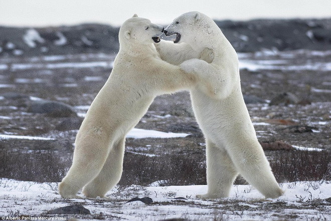 Cuộc chiến chỉ kéo dài trong một vài phút trước khi hai con gấu lẳng lặng bỏ đi. (Nguồn: Daily Mail)
