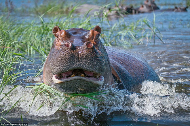 Con hà mã tỏ ra khó chịu với sự xuất hiện của những vị khách lạ. Trên thuyền khi đó có cả hướng dẫn viên du lịch kiêm người lái tàu. (Nguồn: Theo Caters News Agency)