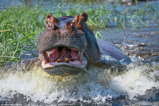 Chiếc thuyền chở hai vợ chồng đã buộc phải đổi hướng và tránh xa chú hà mã. (Nguồn: Theo Caters News Agency)