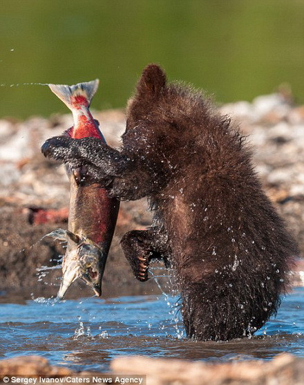 Những con gấu thậm chí ngủ rất ít vào mùa đông để kiếm được nhiều thức ăn hơn. (Nguồn: Caters News Agency)