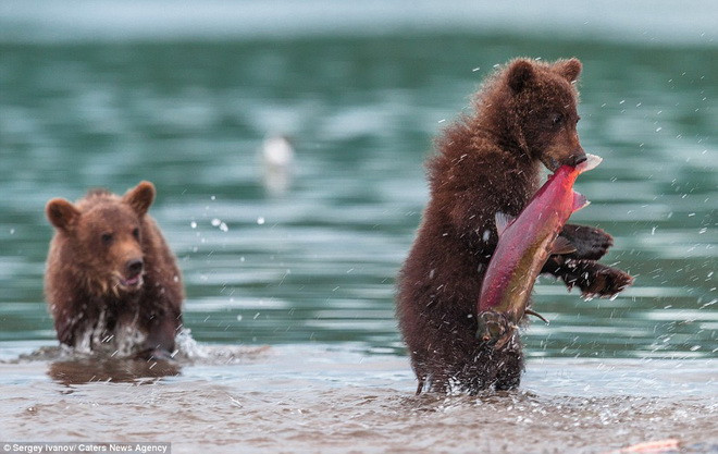 Chú gấu con bắt được con cá hồi lớn. (Nguồn: Caters News Agency)