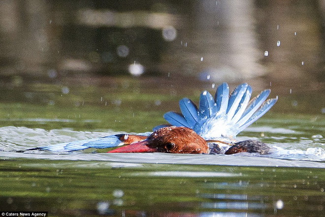 Cuộc chiến sống còn giữa chim bói cá và rắn nước diễn ra trong gần một phút. (Nguồn: Caters News Agency)