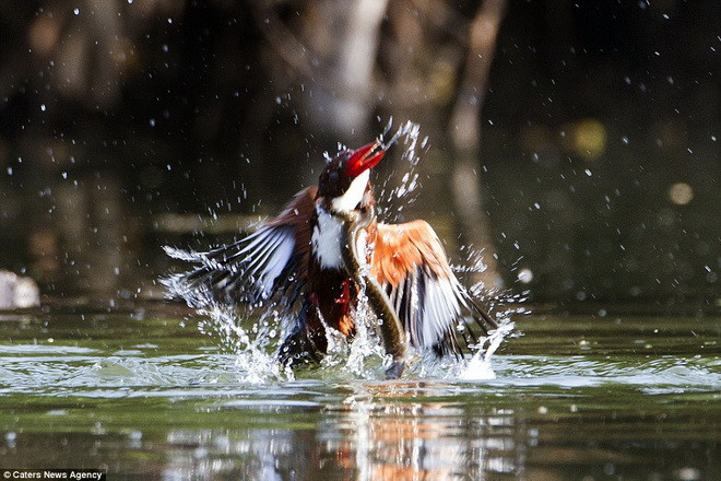 Chú chim bói cá cố bay lên để thoát khỏi sự truy sát của con rắn. (Nguồn: Caters News Agency)