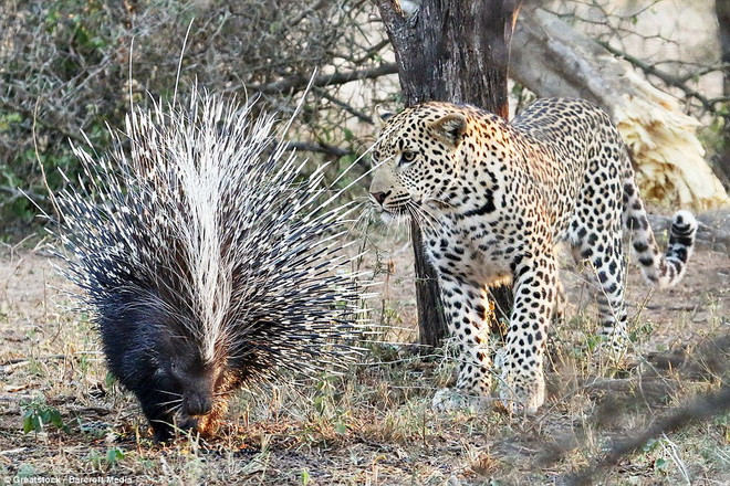 Sau một hồi loay hoay, con báo đã phải ngậm ngùi rời đi. (Nguồn: Barcroft Media)