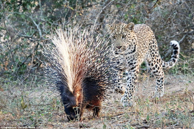 Những chiếc lông nhím khiến con báo đốm đau đớn và không dám lại gần. (Nguồn: Barcroft Media)