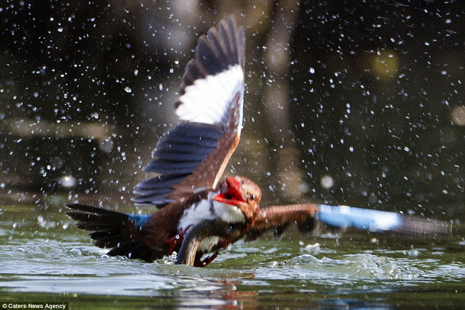 Chú chim bói cá cố bay lên để thoát khỏi sự truy sát của con rắn. (Nguồn: Caters News Agency)