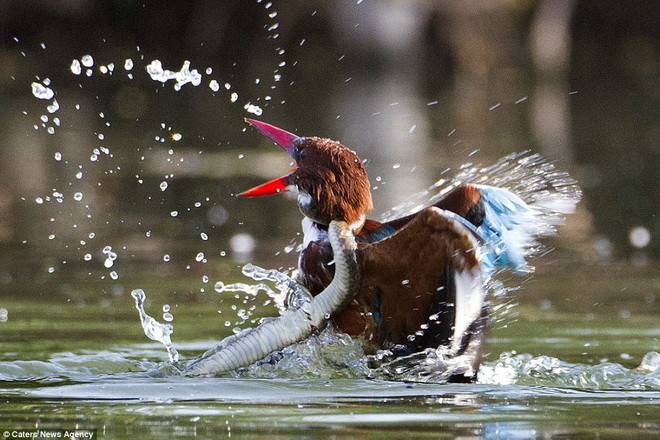 Con rắn quấn cổ chú chim bói cá và cố gắng dìm con mồi xuống nước. (Nguồn: Caters News Agency)
