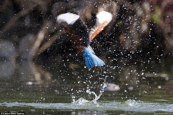 Sau nhiều nỗ lực, chim bói cá cuối cũng tự giải thoát được cho mình. (Nguồn: Caters News Agency)