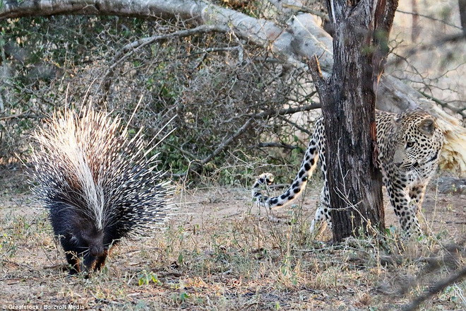 Tuy nhiên, khi cố tấn công con nhím, chú báo đốm vất phải chướng ngại vật là những chiếc lông ​sắc nhọn. (Nguồn: Barcroft Media)