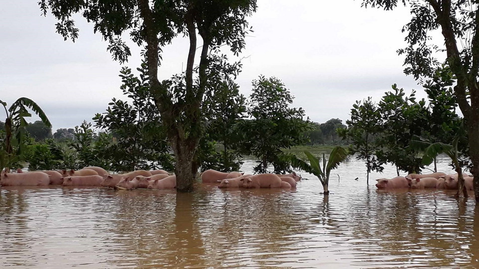 Mưa lớn nhấn chìm gần 4.000 con lợn tại Trại giam số 5 (thị trấn Thống Nhất, huyện Yên Định, tỉnh Thanh Hóa). Đàn lợn đang còn sống đi giữa dòng nước. (Ảnh: Nguyễn Nam-TTXVN)
