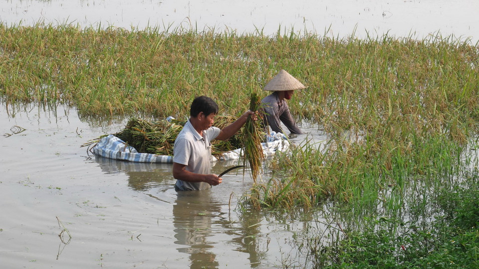 Người dân khẩn trương thu hoạch lúa tại xã Gia Phú, huyện Gia Viễn, tỉnh Ninh Bình. (Ảnh: Thùy Dung - TTXVN)