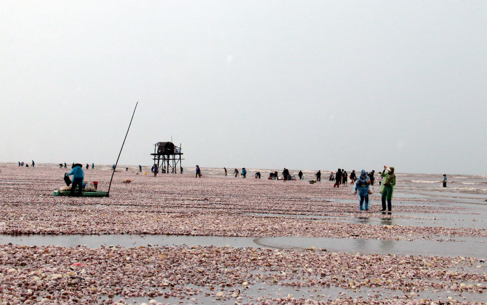 Bước đầu, cơ quan chức năng tỉnh Nam Định xác định, hiện tượng ngao giấy trôi dạt vào khu vực này là hiện tượng bình thường và đã từng xảy ra một số lần trước đây sau những trận bão lớn. (Ảnh: Nguyễn Lành/TTXVN)