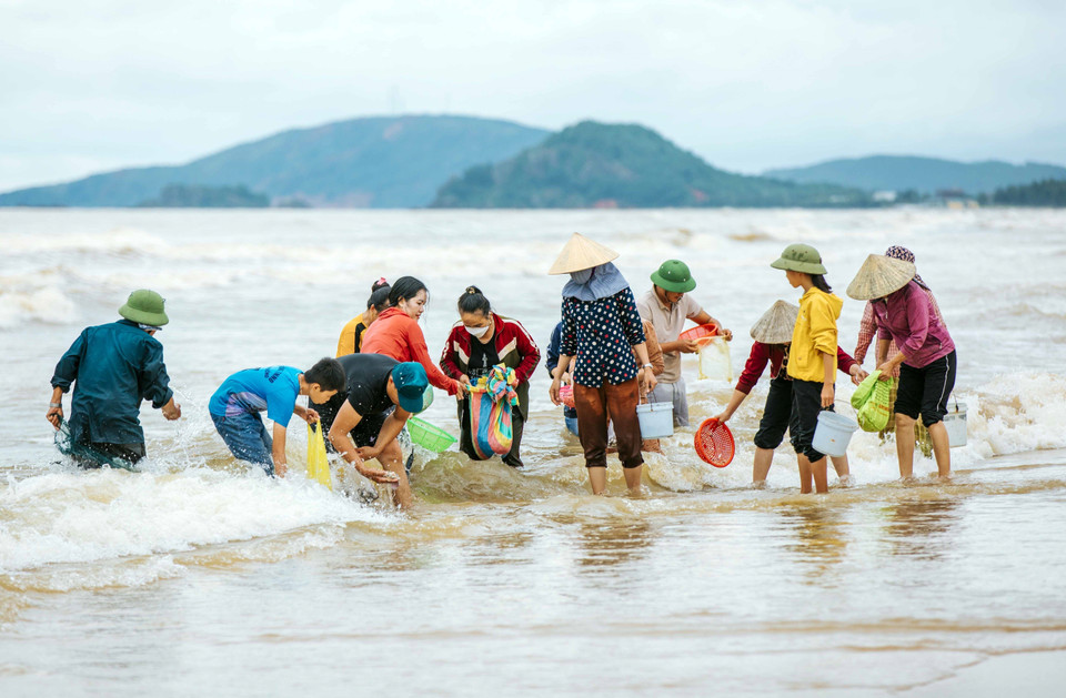 Sau trận mưa lớn, chiều 30/9/2022, tại Nghệ An, hàng trăm người dân đã ra vớt ngao và sò dạt vào bờ biển đoạn qua xã Quỳnh Liên và Quỳnh Phương, thị xã Hoàng Mai, tỉnh Nghệ An. (Ảnh: TTXVN phát)