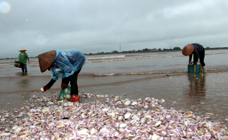 Người dân thu gom ngao giấy trôi dạt vào khu vực bãi bồi ngập mặn Cồn Lu, huyện Giao Thủy, tỉnh Nam Định. (Ảnh: Nguyễn Lành/TTXVN)