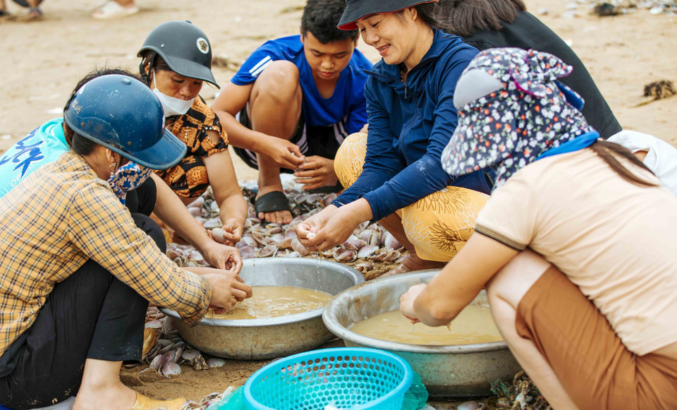 Người dân phân loại ngao, sò dạt vào bờ biển đoạn qua xã Quỳnh Liên và Quỳnh Phương (thị xã Hoàng Mai, Nghệ An).(Ảnh: TTXVN phát)