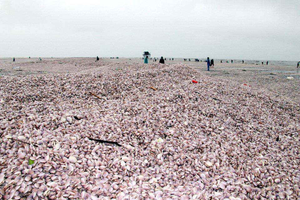 Từ ngày 29 - 30/9/2022, tại khu vực bãi bồi ngập mặn Cồn Lu, huyện Giao Thủy, tỉnh Nam Định đã có khoảng 1.000 tấn ngao giấy (loại ngao có kích thước lớn) trôi dạt vào. (Ảnh: Nguyễn Lành/TTXVN)
