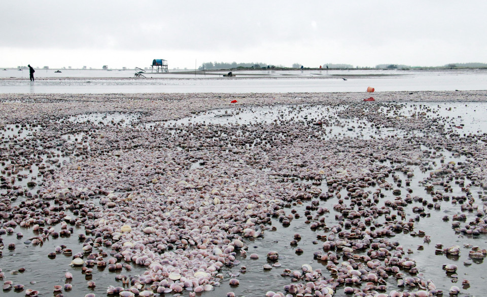 Ngay sau khi phát hiện sự việc, hàng trăm người dân các xã: Giao Long, Giao Hải, Bạch Long (huyện Giao Thủy) đã kéo về khu vực này để thu gom ngao. (Ảnh: Nguyễn Lành/TTXVN)