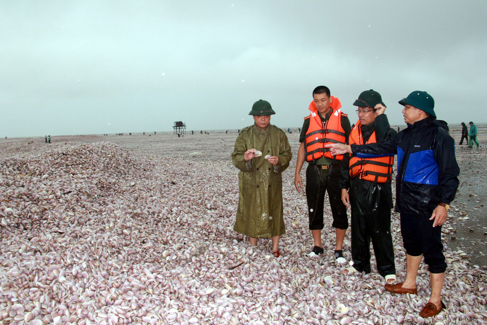 Người dân thu gom ngao giấy trôi dạt vào khu vực bãi bồi ngập mặn Cồn Lu, huyện Giao Thủy, tỉnh Nam Định. (Ảnh: Nguyễn Lành/TTXVN)