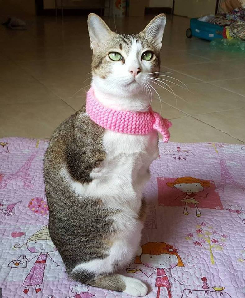 Walai đã mang Able về nuôi và giờ sức khỏe của chú mèo đã ổn định trở lại. Able rất hiếu động và nó di chuyển bằng hai chân sau, như con chuột túi. (Nguồn: CCTV)