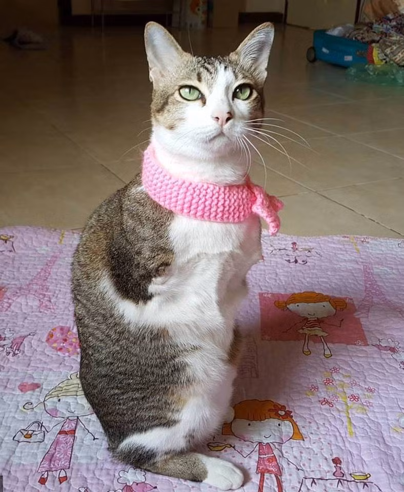 Walai đã mang Able về nuôi và giờ sức khỏe của chú mèo đã ổn định trở lại. Able rất hiếu động và nó di chuyển bằng hai chân sau, như con chuột túi. (Nguồn: CCTV)