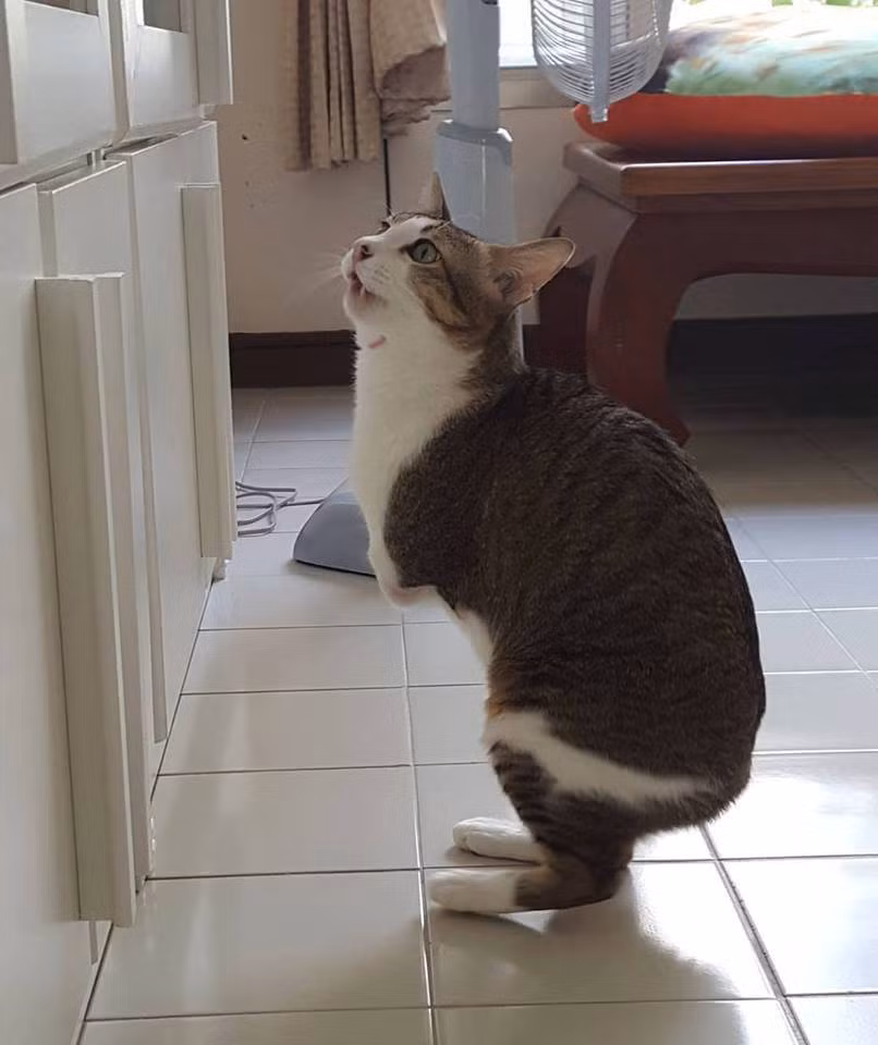 Dòng điện lên tới hàng trăm volt đã đi qua cơ thể chú mèo tội nghiệp, khiến nó mất hai chân trước và đuôi. (Nguồn: CCTV)