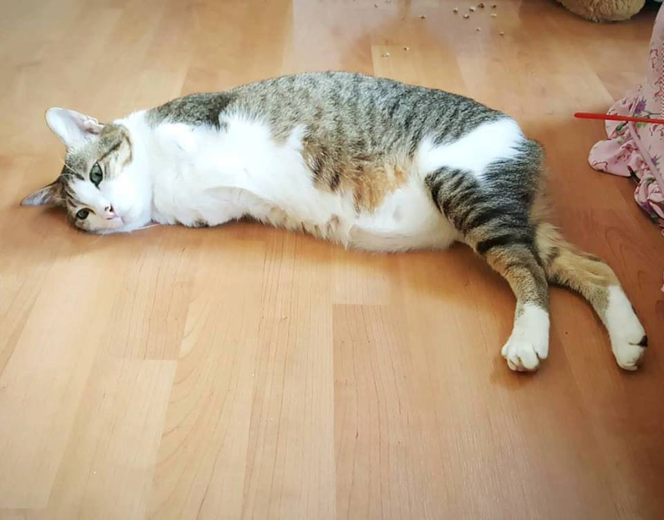 May mắn, ông Walai Sriboonvorakul đã tình cờ đi qua con hẻm và phát hiện ra Able. (Nguồn: CCTV)