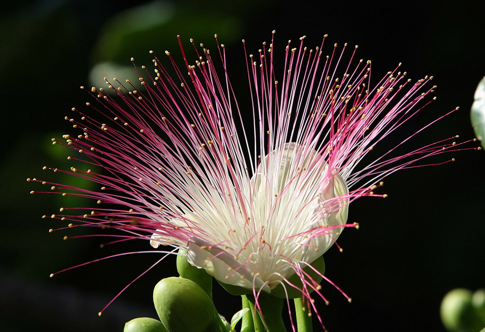 Hoa bàng vuông lung linh khoe sắc trên đảo Sơn Ca. (Ảnh: Dương Giang/TTXVN)