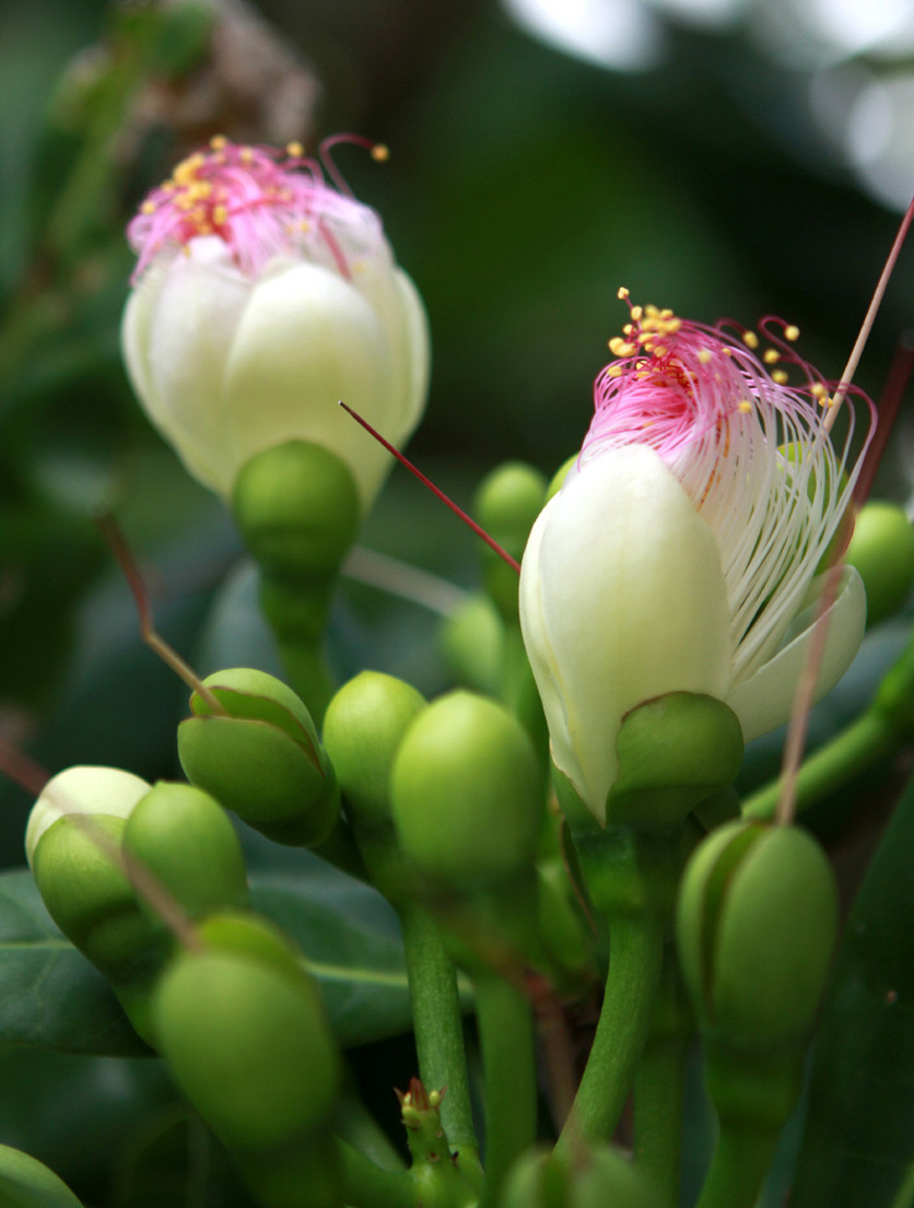 Hoa bàng vuông ở đảo Trường Sa. (Ảnh: Bùi Tường/TTXVN)