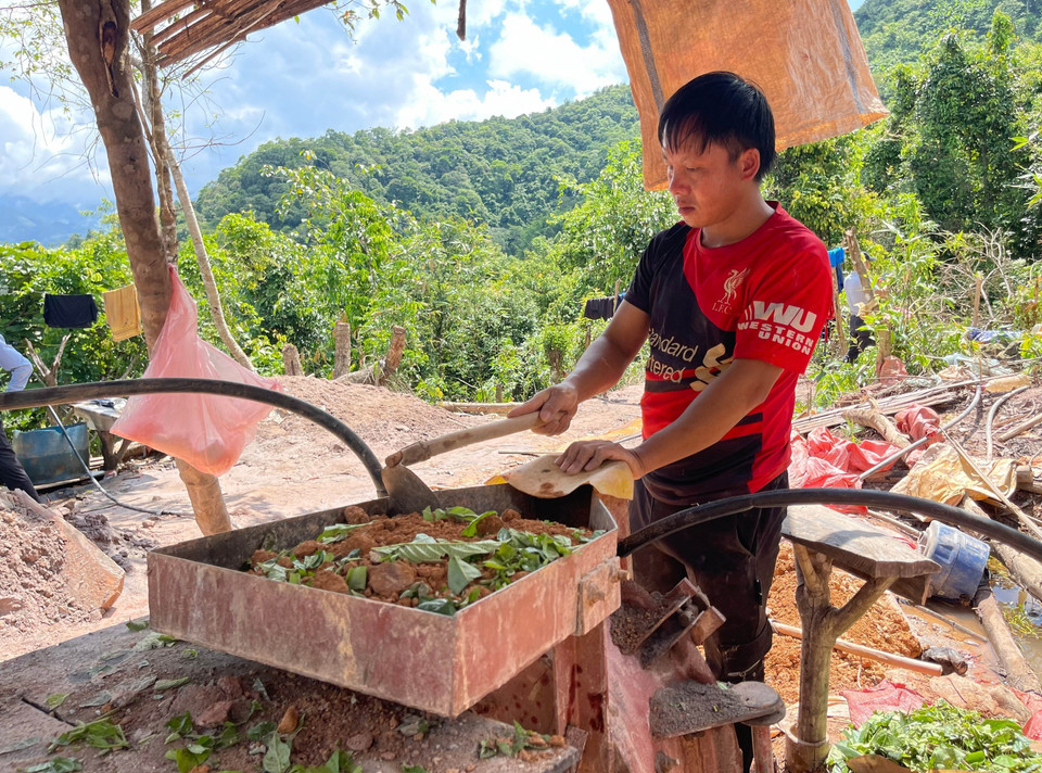 Một phu vàng trộn lẫn lá cây và quặng vàng để nghiền nhỏ quặng. (Ảnh: Nhóm PV TTXVN tại Lai Châu)