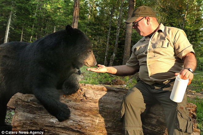 Richard cho biết, ông đã chơi cùng với những con gấu khi mới chỉ khoảng 5 hoặc 6 tuổi. (Nguồn: Caters News Agency)